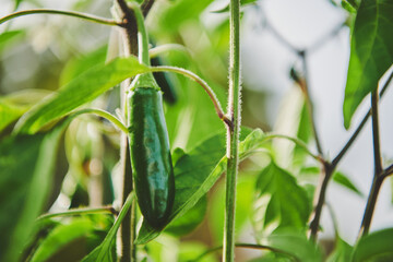 jalapeno on a plant