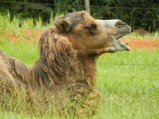 Close up of a camel - Belo Horizonte zoo (Brazil)