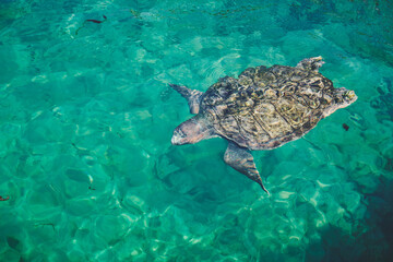 Obraz premium turtle swimming in the sea