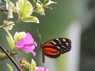 Mariposa posada en una flor 