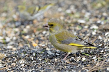 Portrait of bird greenfinch sitting on the grass in the sunny autumn