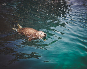 Obraz premium sea lion swimming in the sea
