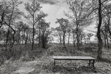 Lonely bench in an empty park