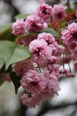 梅護寺数珠掛桜 
バイゴジジュズカケザクラ
Prunus leveilleana cv. Juzukakezakura