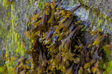 Paysage de la Bretagne.
