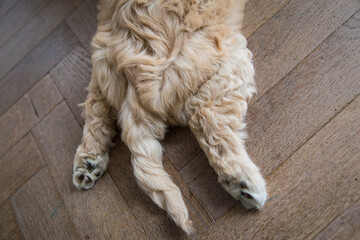 LegsandtailfromanAustralianlabradoodlepuplayingonthefloorindoor