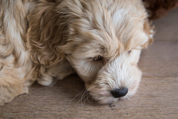 Australianlabradoodlepuplayingonthefloorindoorseenfromabove