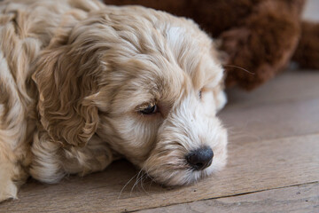 Australianlabradoodlepuplayingonthefloorindoor