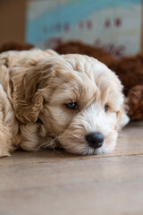 Australianlabradoodlepuplayingonthefloorindoor