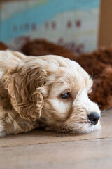 Australianlabradoodlepuplayingonthefloorindoor