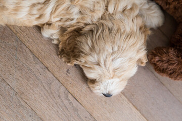 Australianlabradoodlepuplayingonthefloorindoorseenfromabove