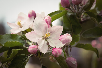 Pink and white king bloom on apple tree 