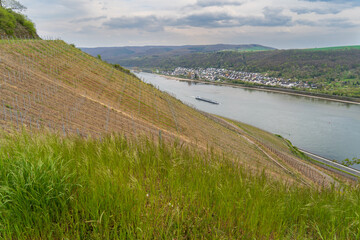 Naturaufnahme in der Umgebung von Koblenz