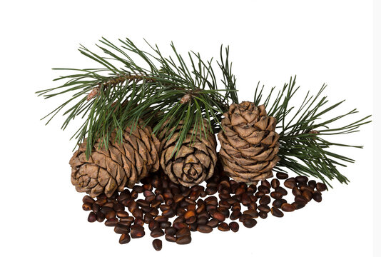 Siberian Cedar Pine" Images – Browse 7 Stock Photos, Vectors, and Video |  Adobe Stock