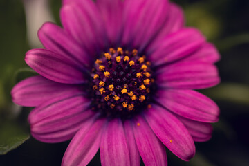 Obraz premium close up of a pink purple flower