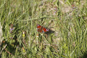butterfly on a sunny summer day