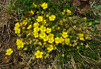 Frühlings-Fingerkraut; Potentilla neumanniana; spring cinquefoil;