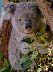 koala in a tree © MEANDERING TRAIL