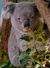 Keuken spatwand met foto koala in a tree © MEANDERING TRAIL