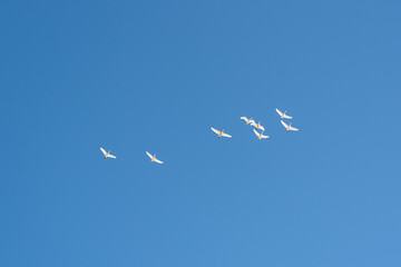 Flock of arctic, white tundra and trumpeter swans flying above with stunning blue sky as...