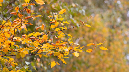 Tree branch with golden autumn leaves on blurred background, autumn background with yellow leaves