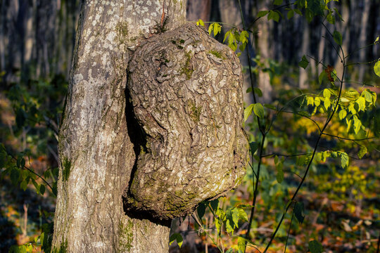 Tree trunk with growth. Suvel on a hornbeam trunk