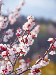 Blooming apricot in the garden.