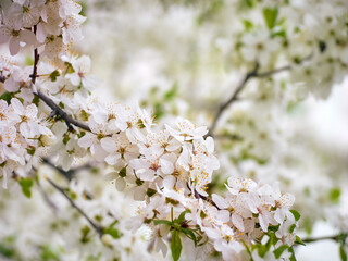 Blooming cherry plum in the garden.