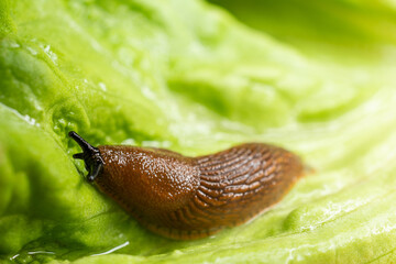 Schnecke auf einem Salatblatt