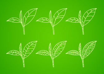 The Premium green tea for good health vector illustration.