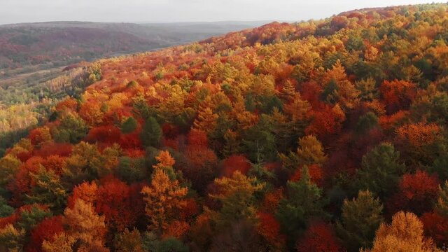 Aerial shot: Amazing Autumn Foliage Forest with red, orange, yellow and green colors.
