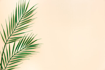 
Mock up of green leaves of a palm tree on a beige background. Flat lay. Minimalistic summer concept with tropical tree leaves.