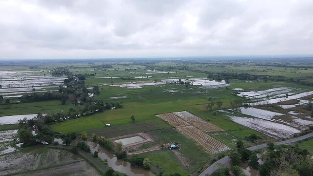 Rice field in the country side. This year the cultivation season has come quickly.