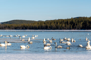 Elegant swans swimming in a frozen lake, open water of river in northern Canada during April, spring time migration to Alaska for the summer. Wilderness, forest in background. 