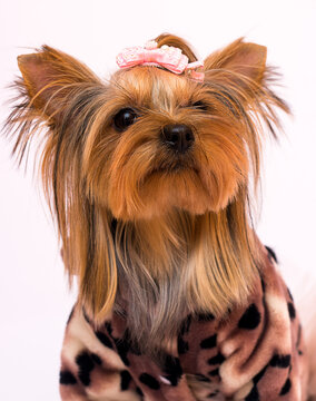 Yorkshire Terrier dog in a dress on a white background