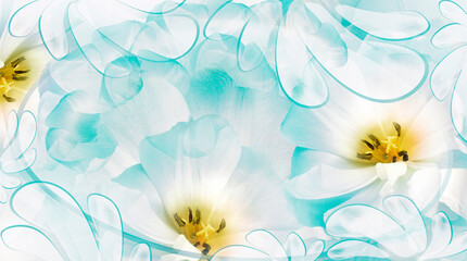 Tulips flower  turquoise. Floral background.  Close-up. Nature.