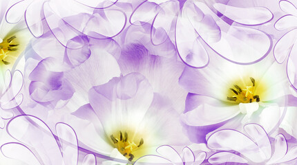 Tulips flower  purple.  Floral background.  Close-up. Nature.