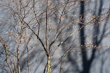 branches of a tree