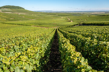 champagne vineyard