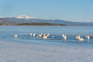 Fototapeta na wymiar Large flocks of tundra, trumpeter swans in open water of a frozen lake, river during their spring time migration to the Bering Sea, Alaska. Snow, ice in foreground with snow capped mountains behind. 