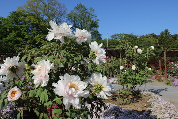 福島県須賀川市の須賀川牡丹園の満開の牡丹