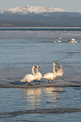 Small group, flock of elegant swans walking on lake ice in northern Canada with snow capped mountains in background. White, arctic tundra & trumpeter swans. 