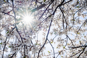 Rays of the sun in the branches