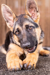 Pet, animais estimação, cachorro, 