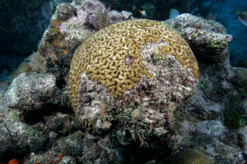 Coral bleaching, Florida Keys