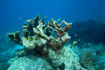 Fototapeta na wymiar Dead Elkhorn Coral, Florida