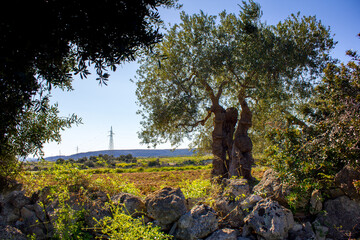 Century-old olive trees during pruning season, Apulia, Italy