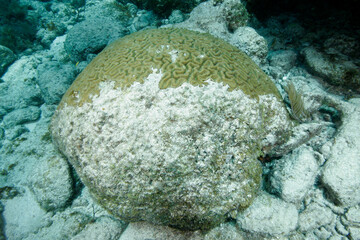 Coral bleaching, Florida Keys