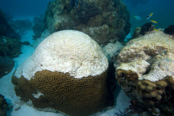 Coral bleaching, Brain coral (left) and Star coral (right), Florida Keys National Marine Sanctuary, Key Largo, Florida, USA