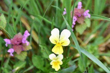 Viola tricolor flower, nature in Czech republic